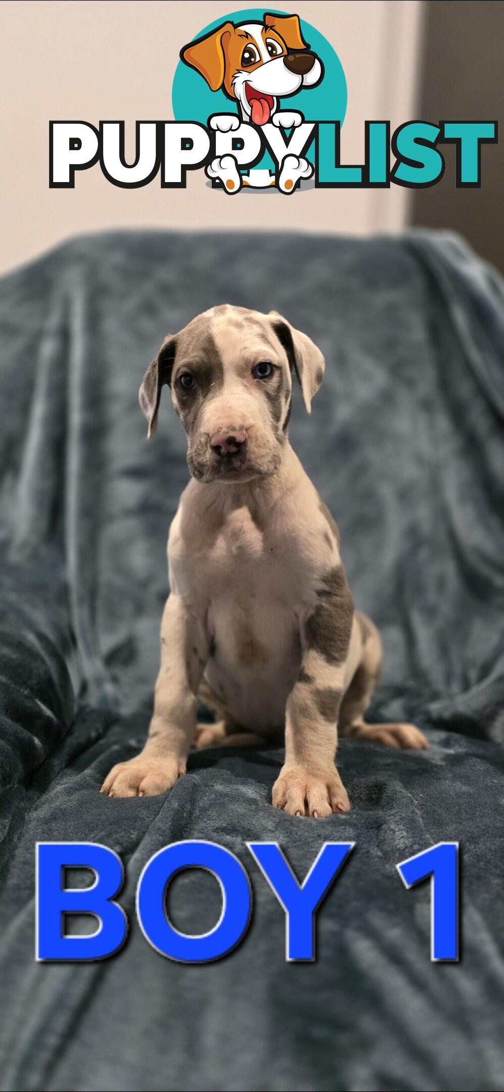 Pure-Bred Great dane puppys