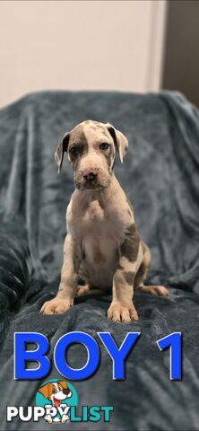Pure-Bred Great dane puppys