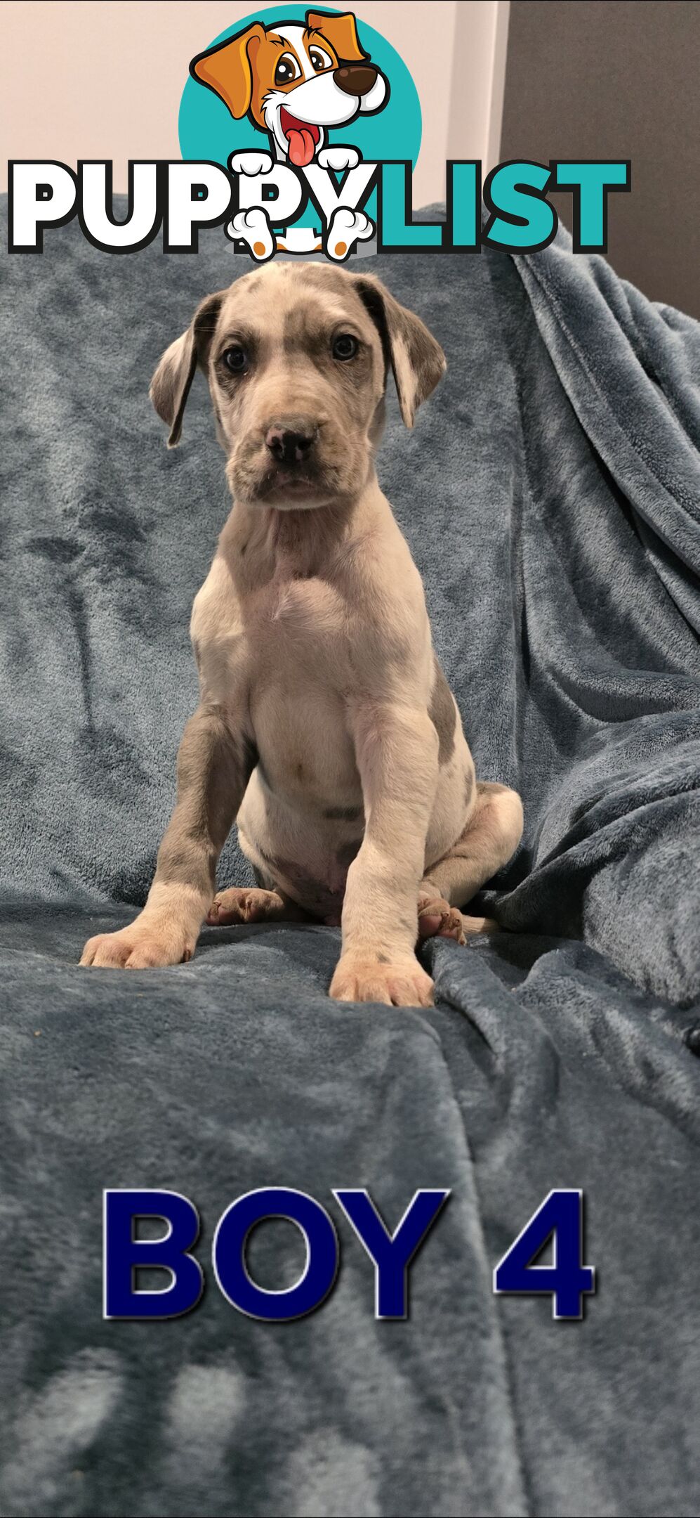 Pure-Bred Great dane puppys