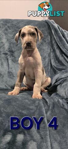 Pure-Bred Great dane puppys