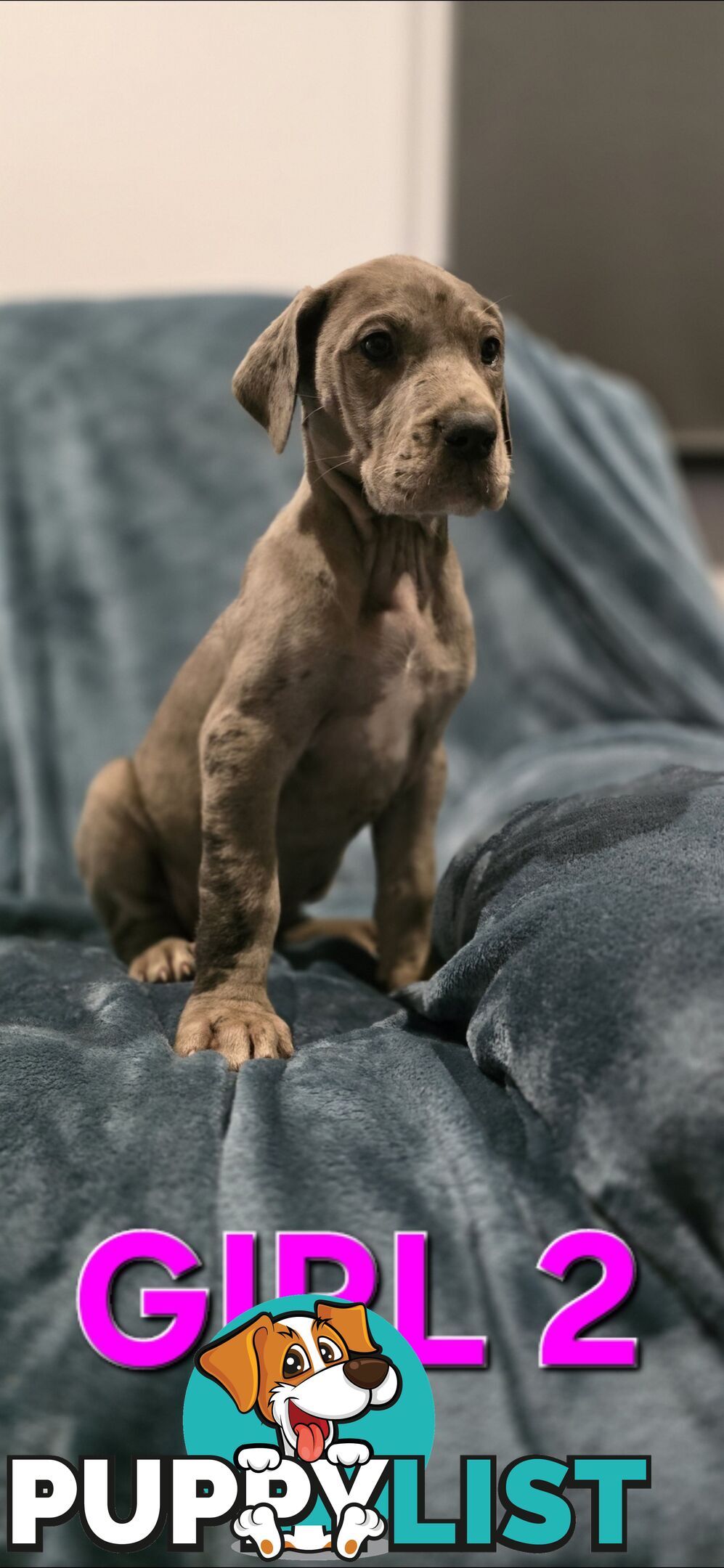 Pure-Bred Great dane puppys