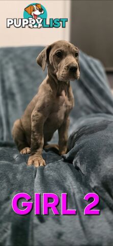 Pure-Bred Great dane puppys