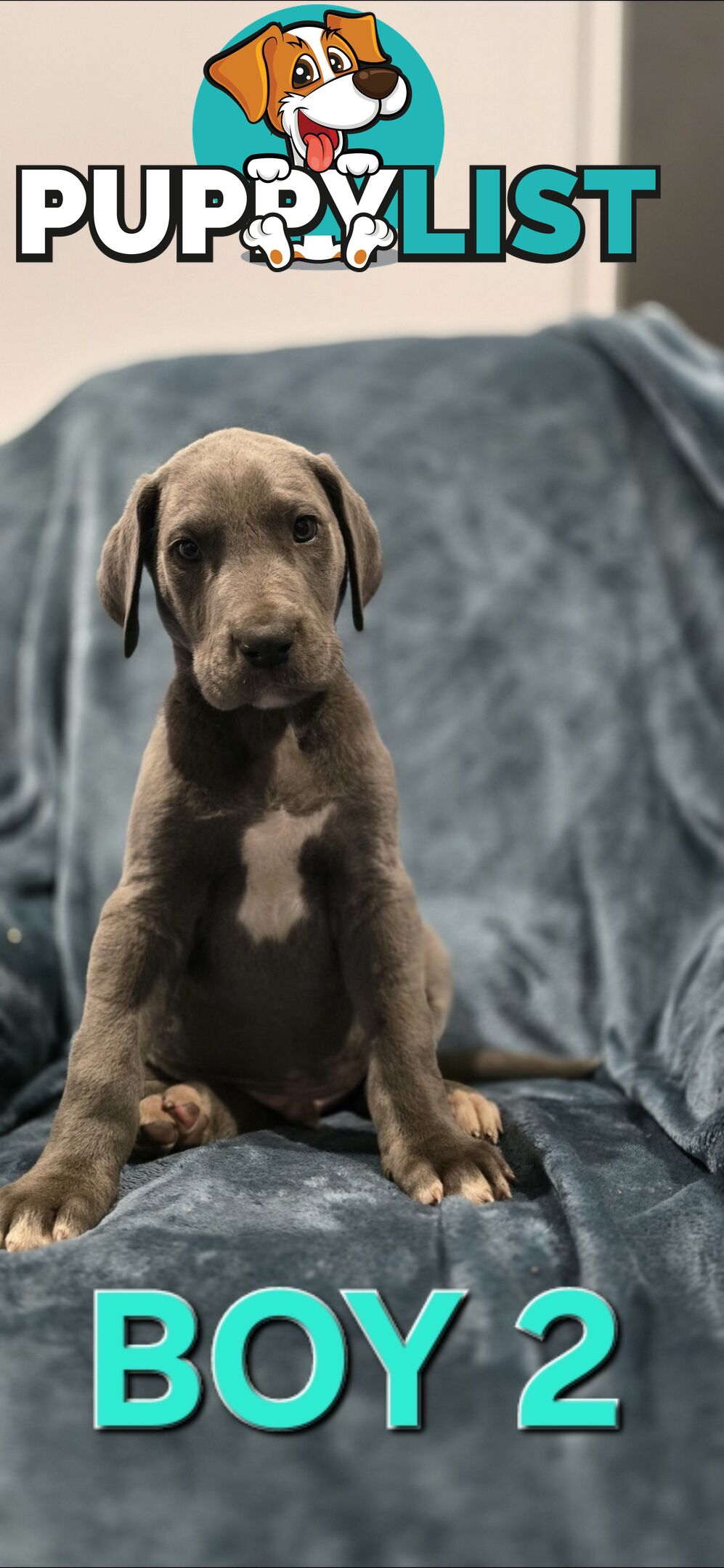 Pure-Bred Great dane puppys