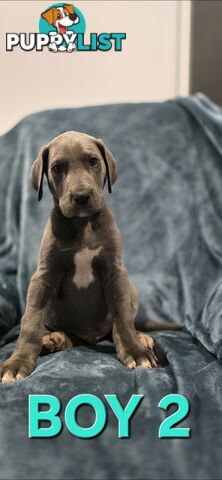 Pure-Bred Great dane puppys