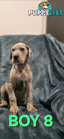 Pure-Bred Great dane puppys