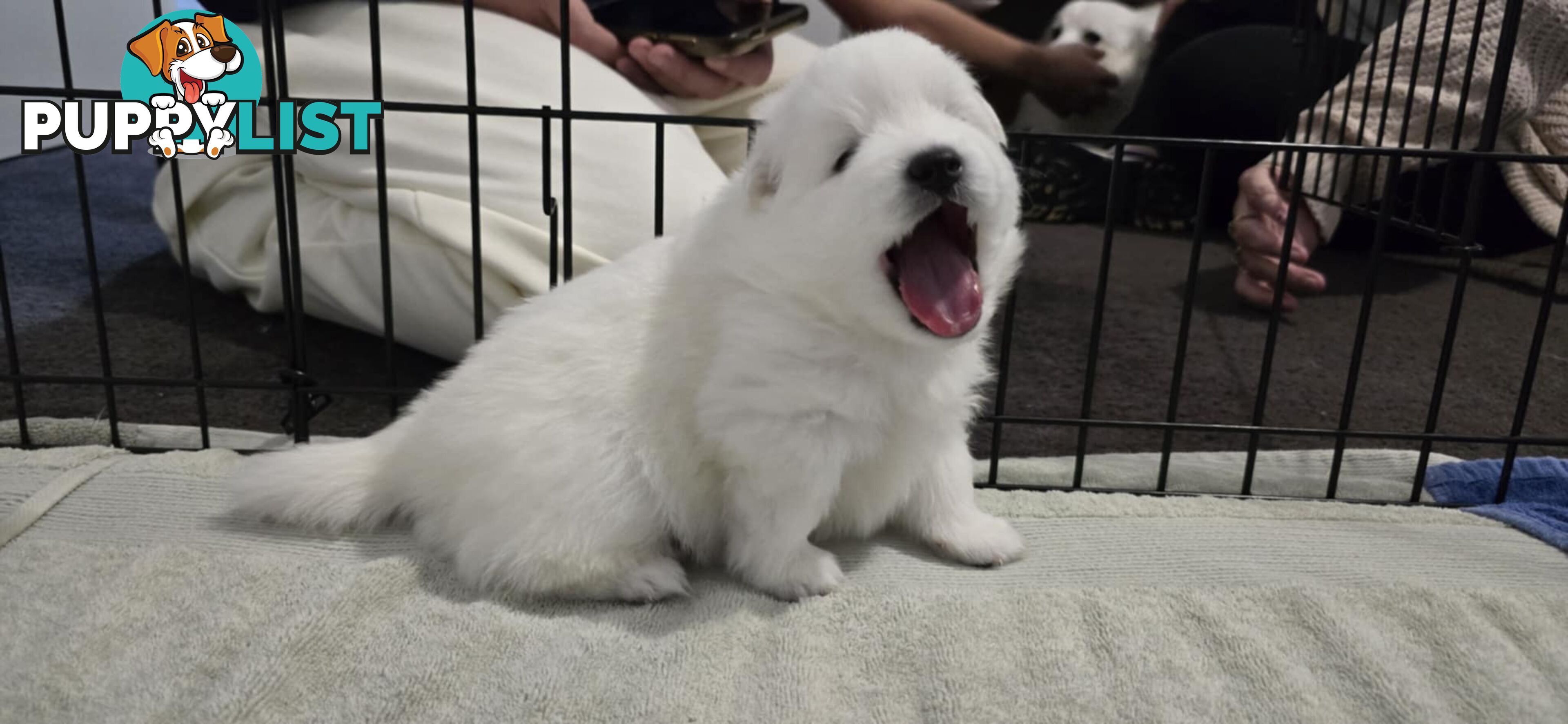 Japanese Spitz