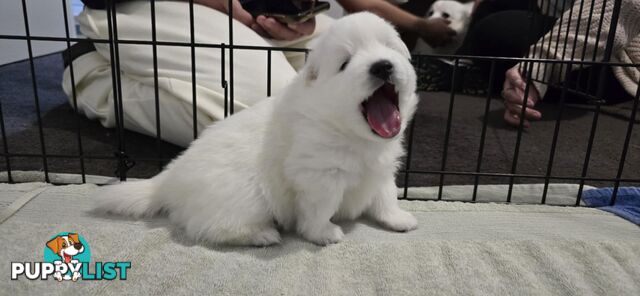 Japanese Spitz