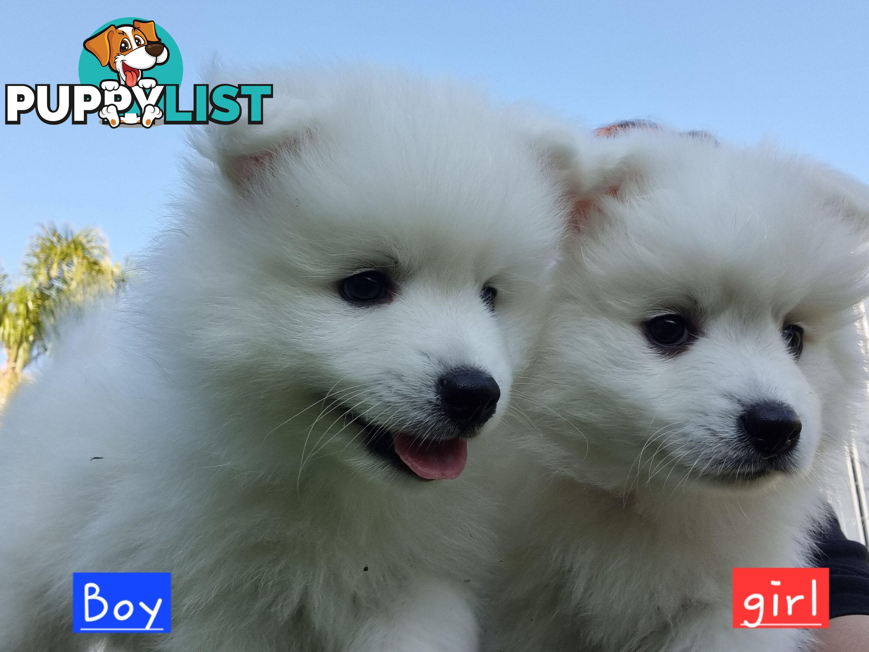 Japanese Spitz