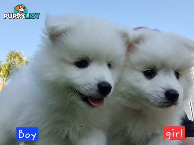 Japanese Spitz