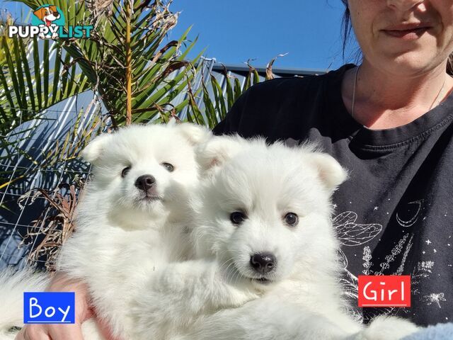 Japanese Spitz