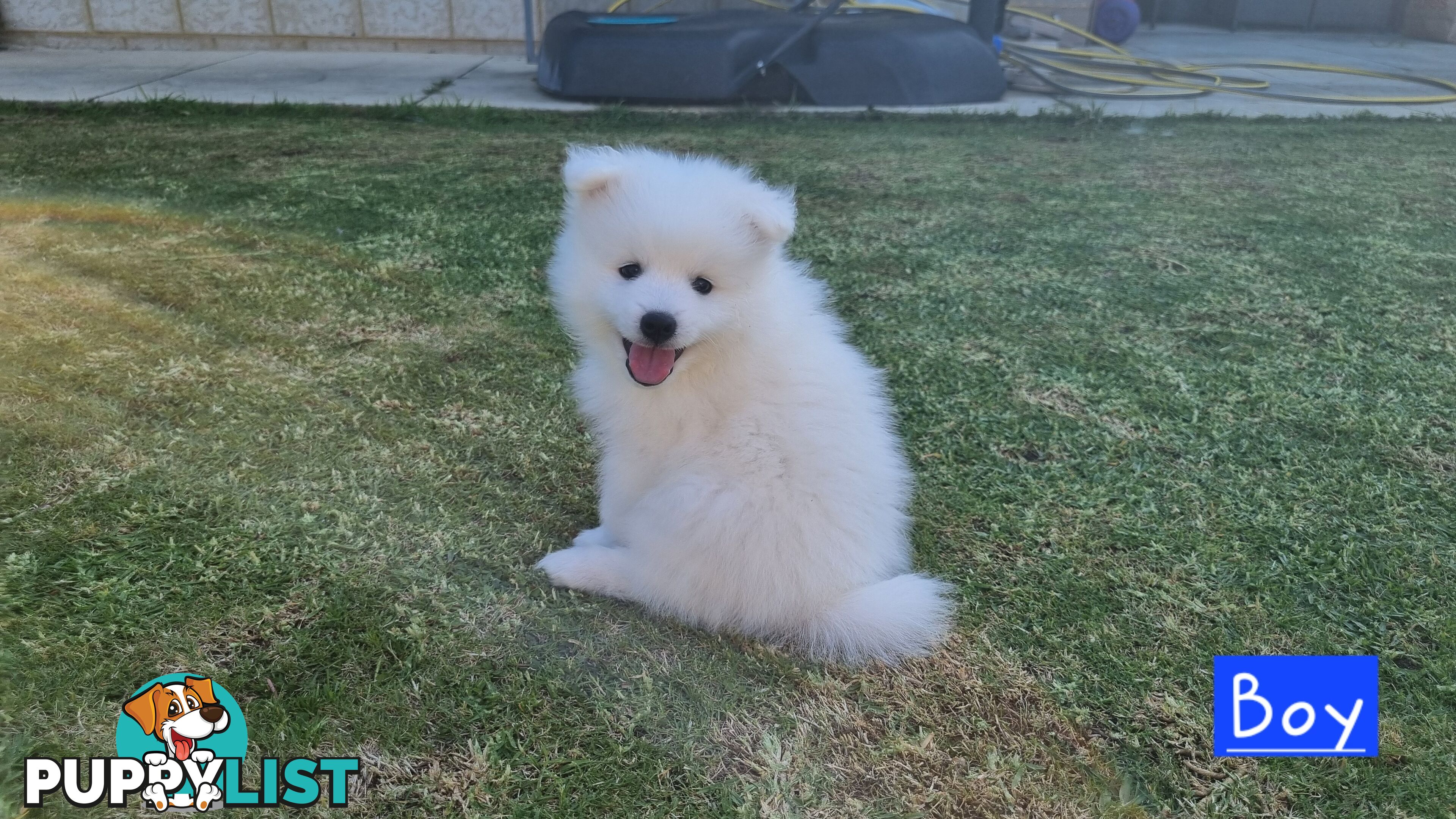 Japanese Spitz