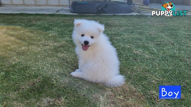 Japanese Spitz