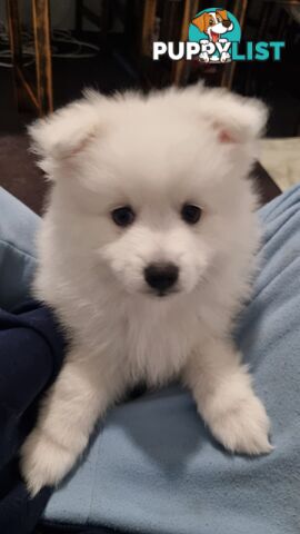 Japanese Spitz