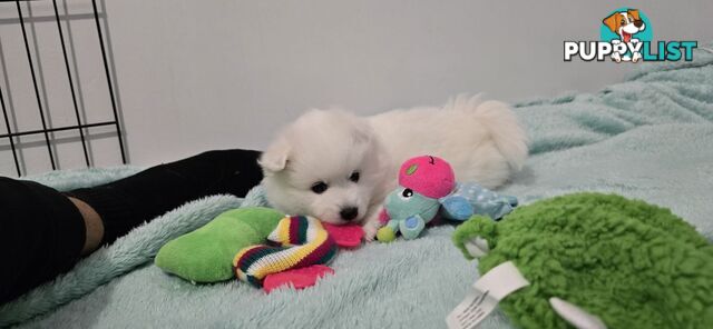 Japanese Spitz