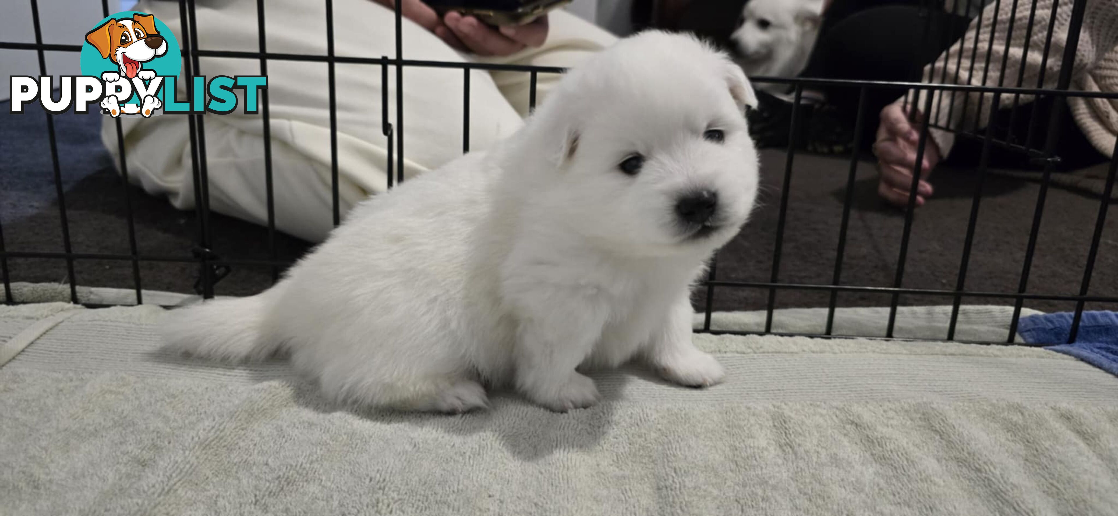 Japanese Spitz