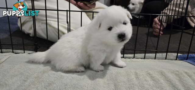 Japanese Spitz