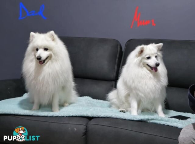 Japanese Spitz