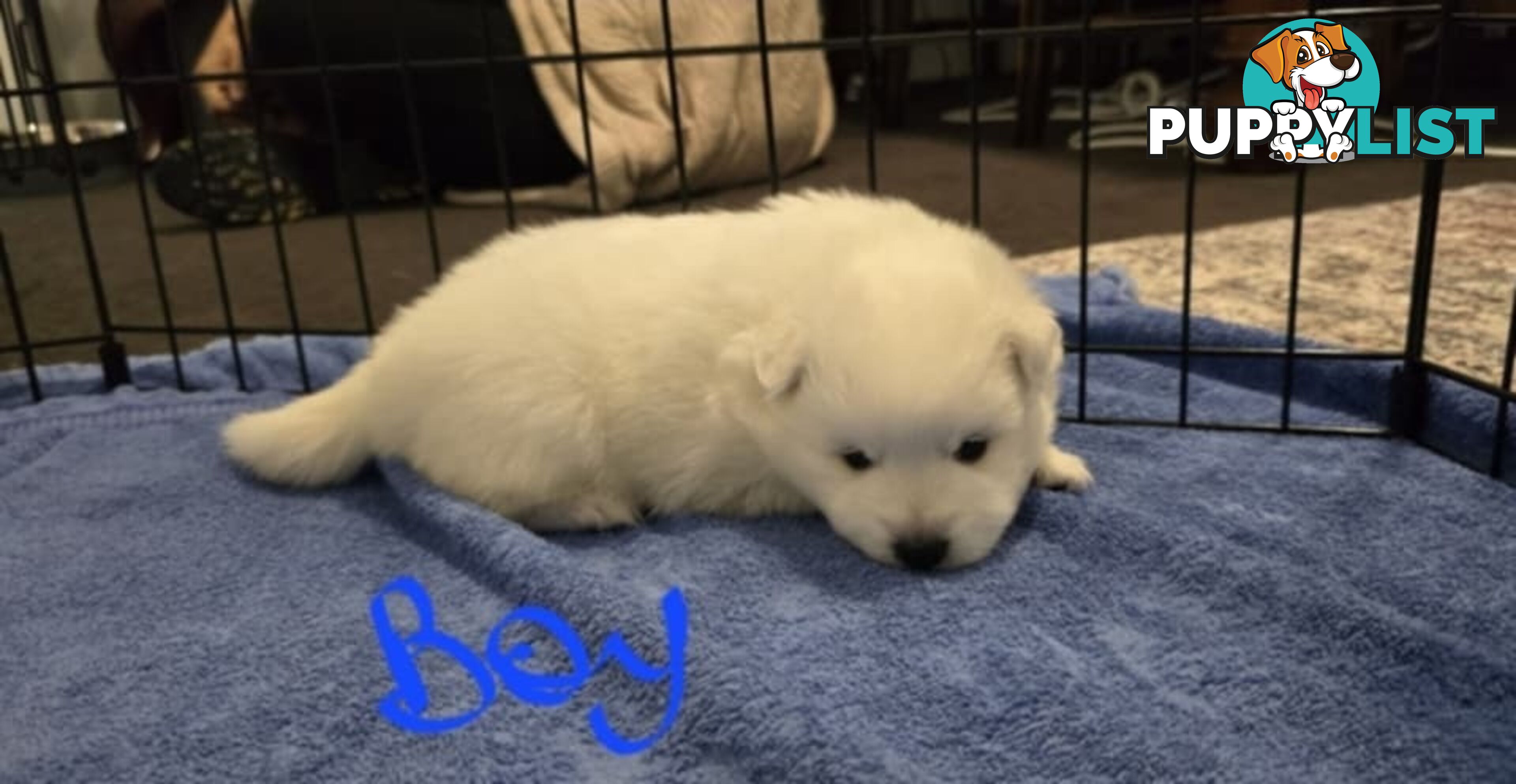 Japanese Spitz