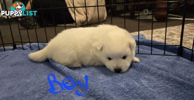 Japanese Spitz