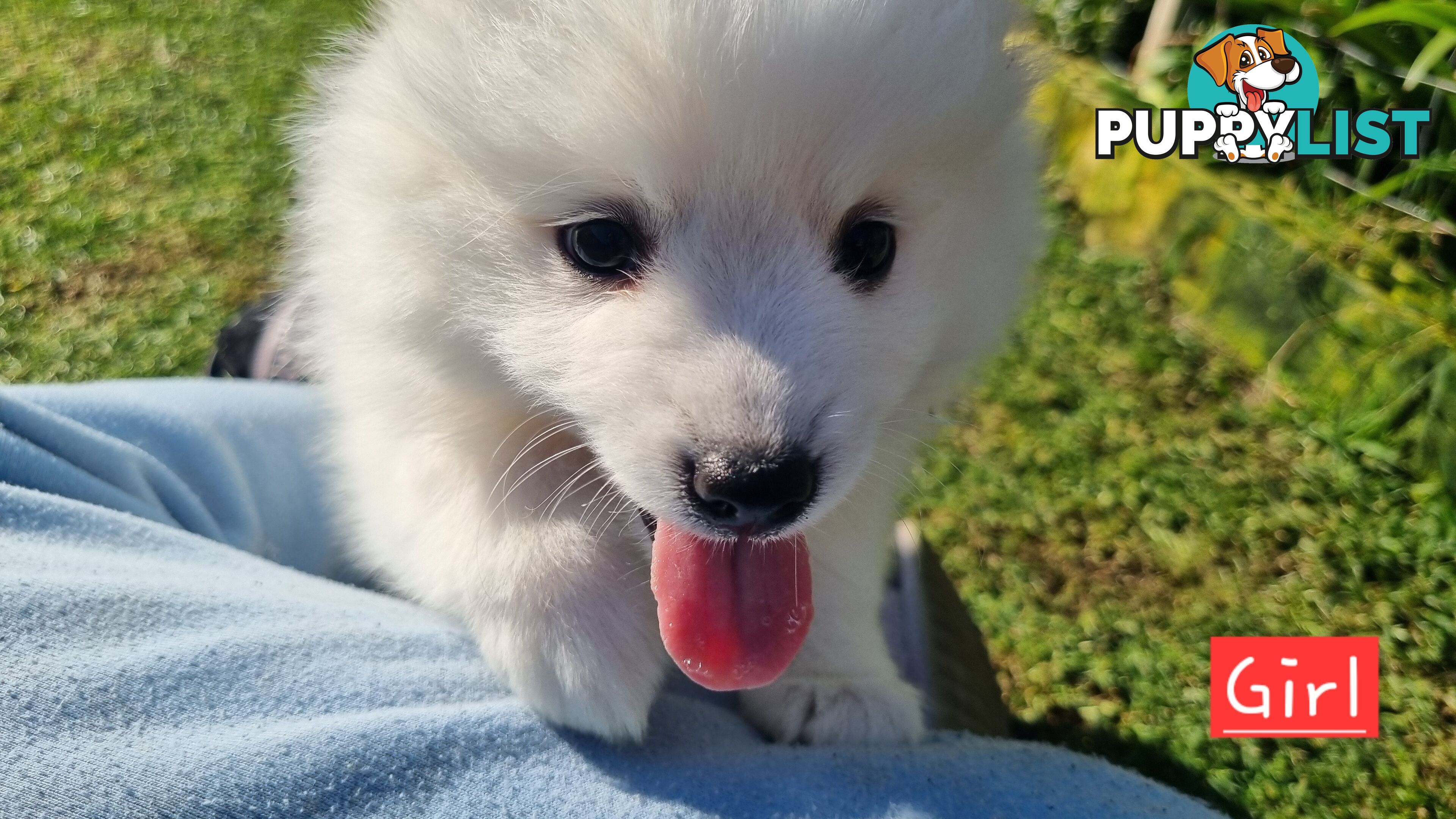 Japanese Spitz