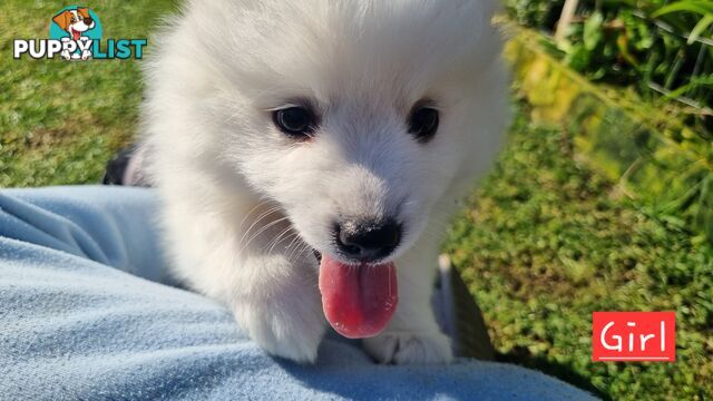 Japanese Spitz