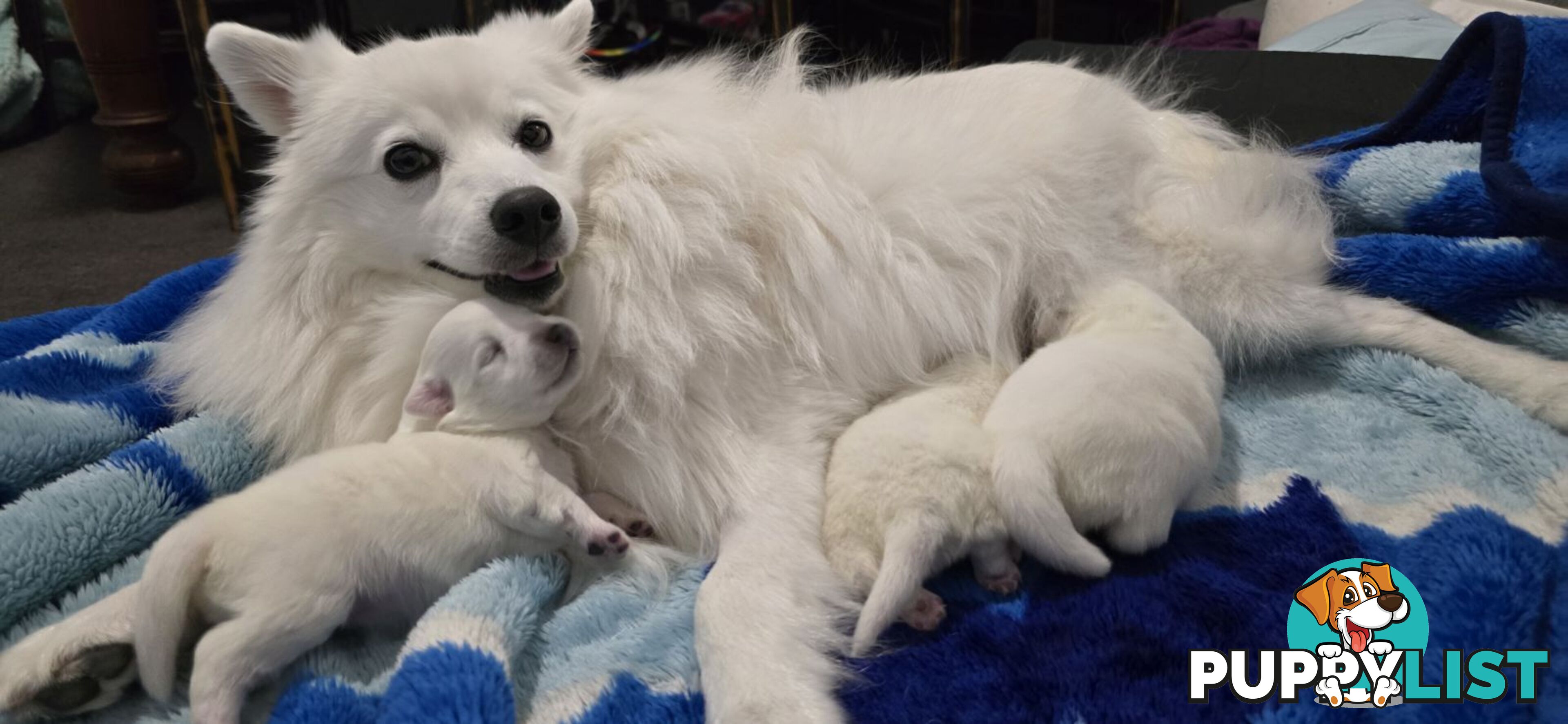 Japanese Spitz