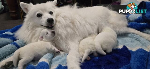 Japanese Spitz