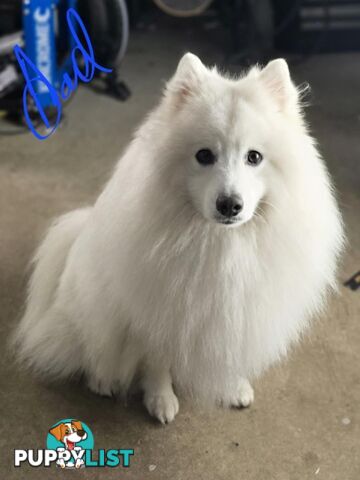 Japanese Spitz