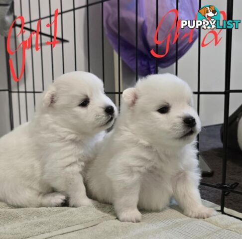 Japanese Spitz