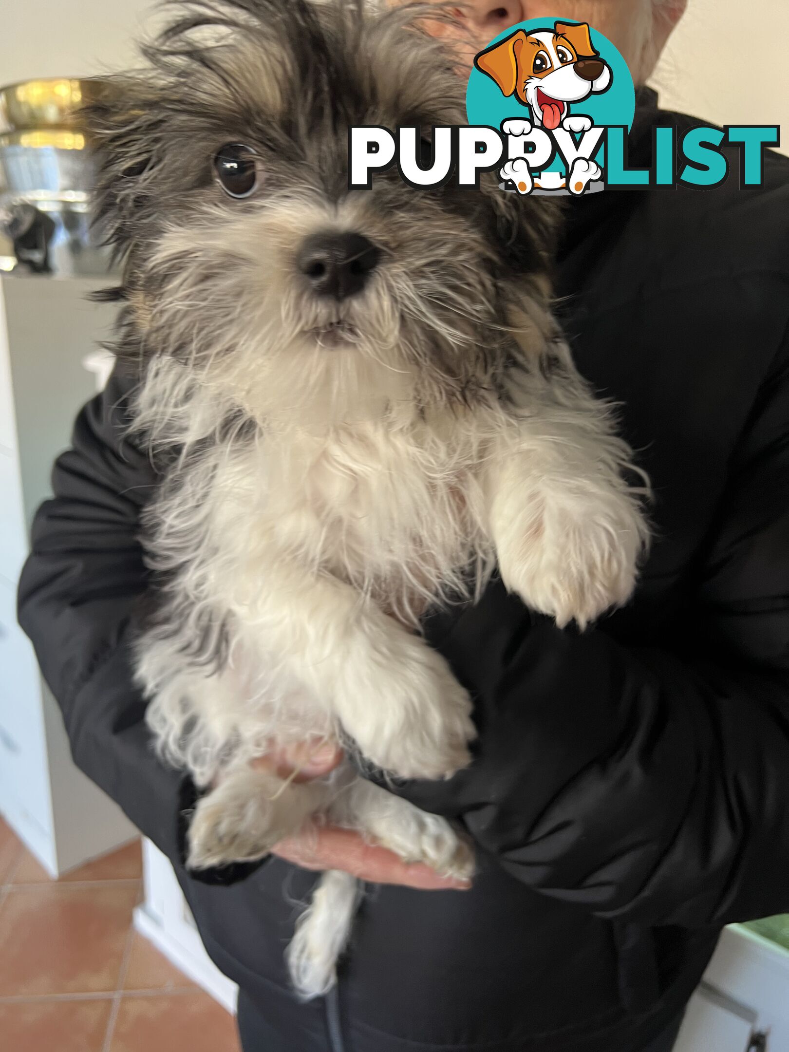 Maltese X Shihtzu