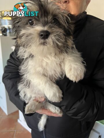 Maltese X Shihtzu
