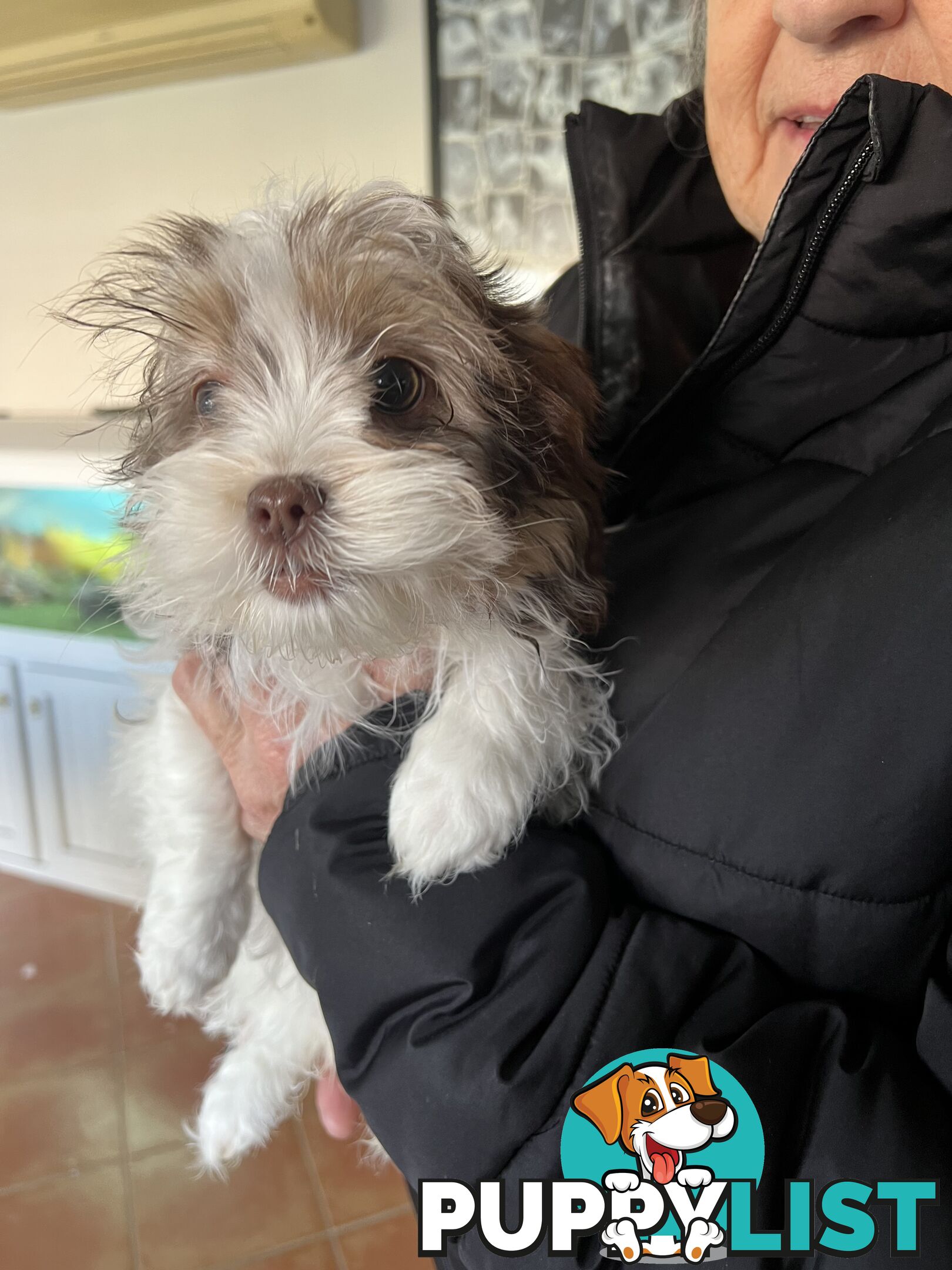Maltese X Shihtzu