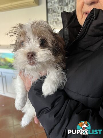 Maltese X Shihtzu