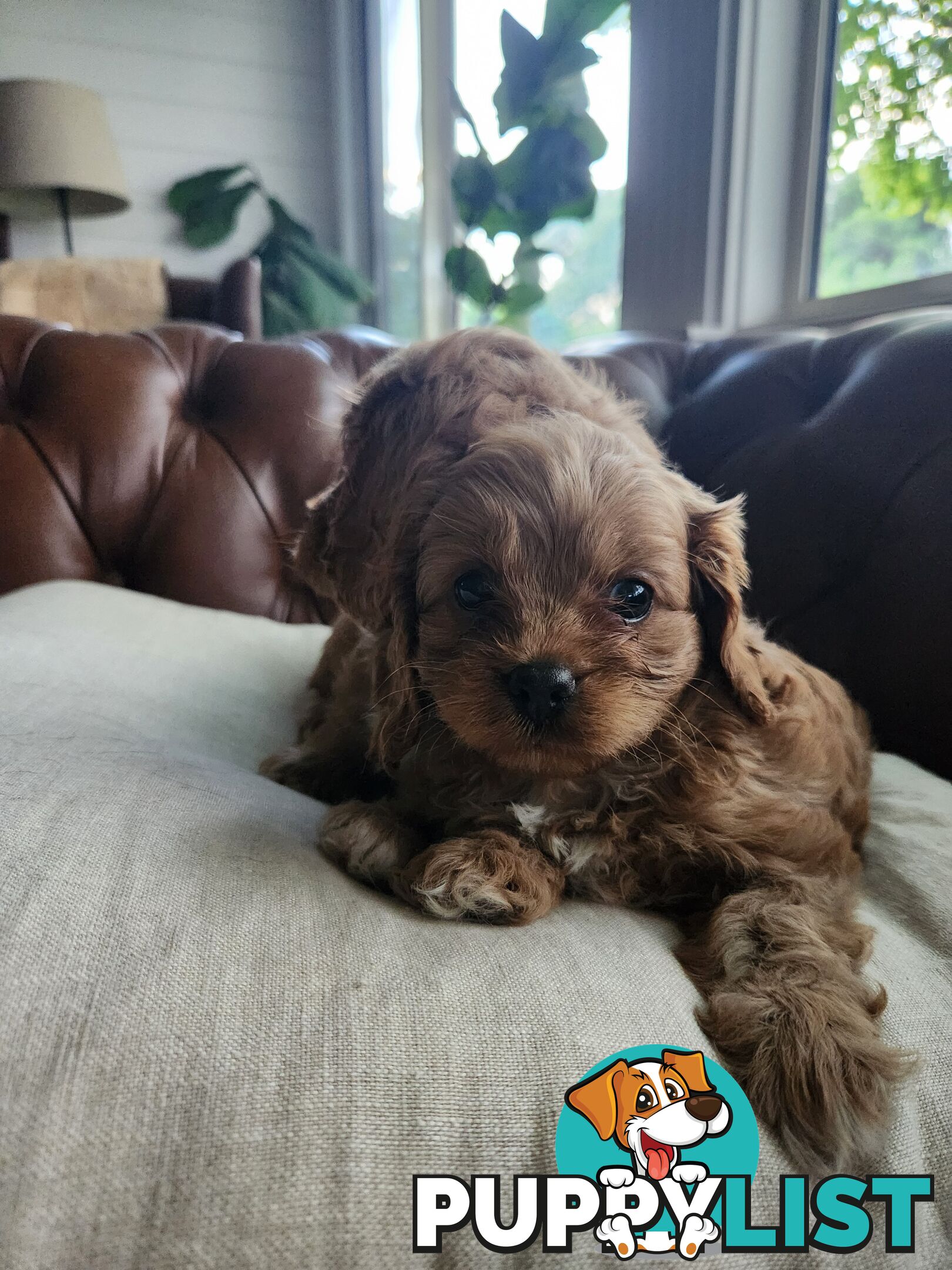 Toy Cavoodle Puppies.First Generation