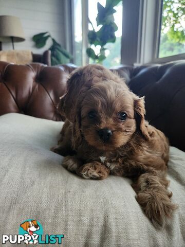 Toy Cavoodle Puppies.First Generation