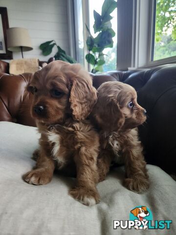 Toy Cavoodle Puppies.First Generation