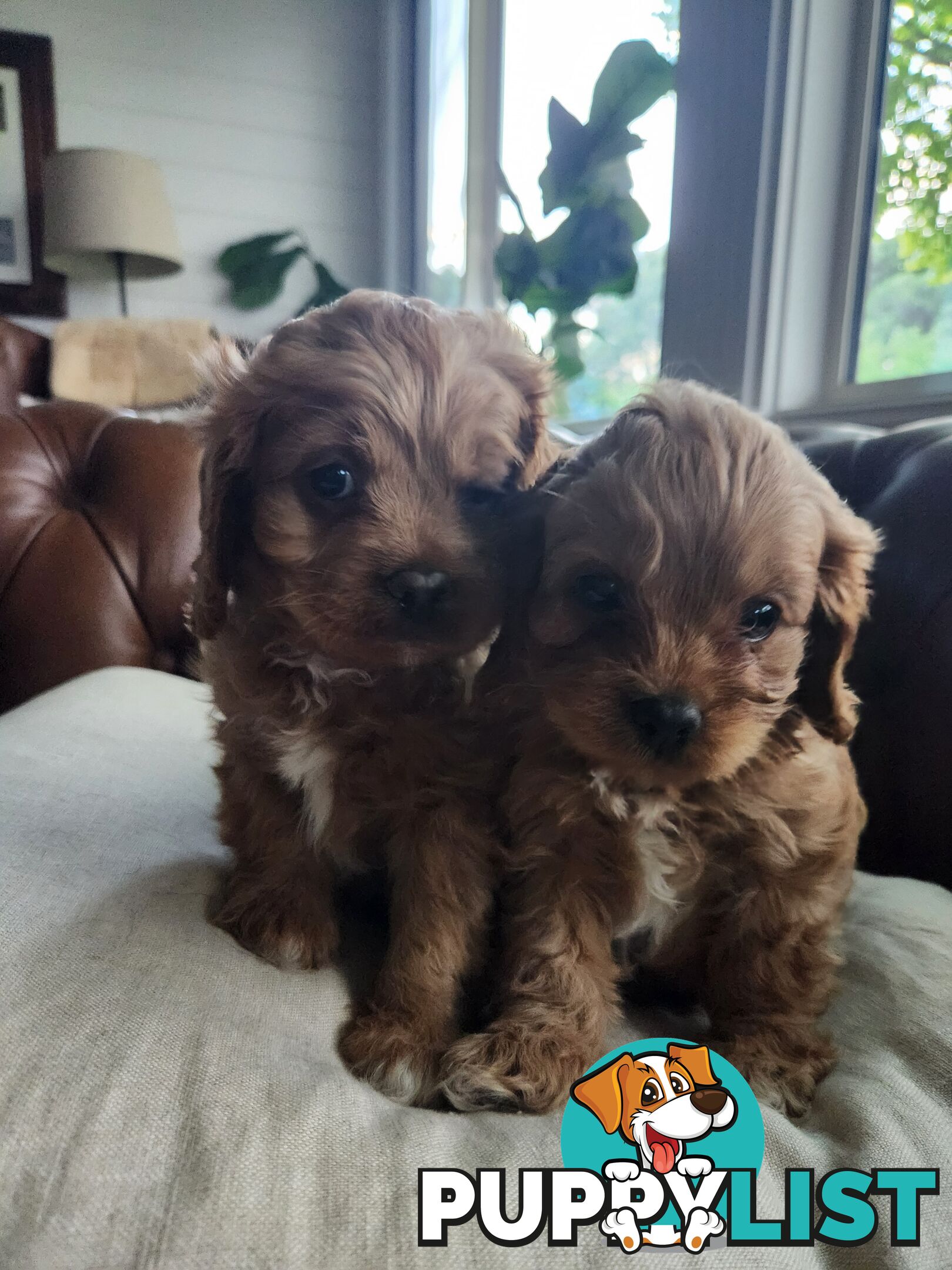 Toy Cavoodle Puppies.First Generation