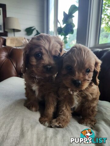 Toy Cavoodle Puppies.First Generation