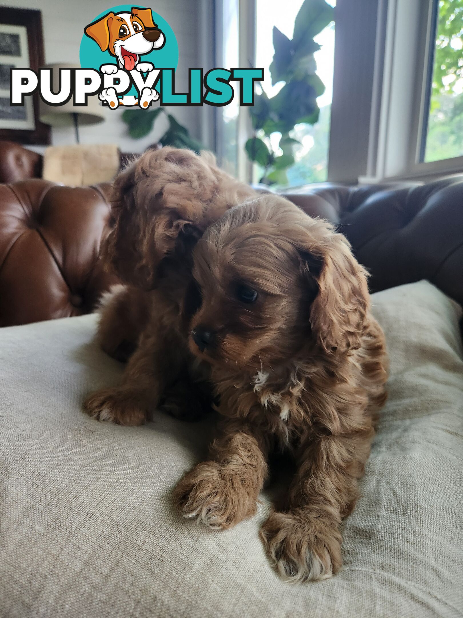 Toy Cavoodle Puppies.First Generation