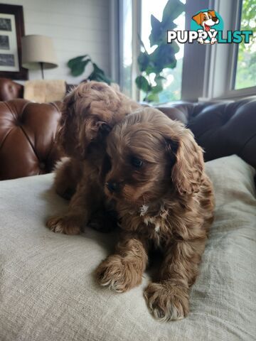 Toy Cavoodle Puppies.First Generation