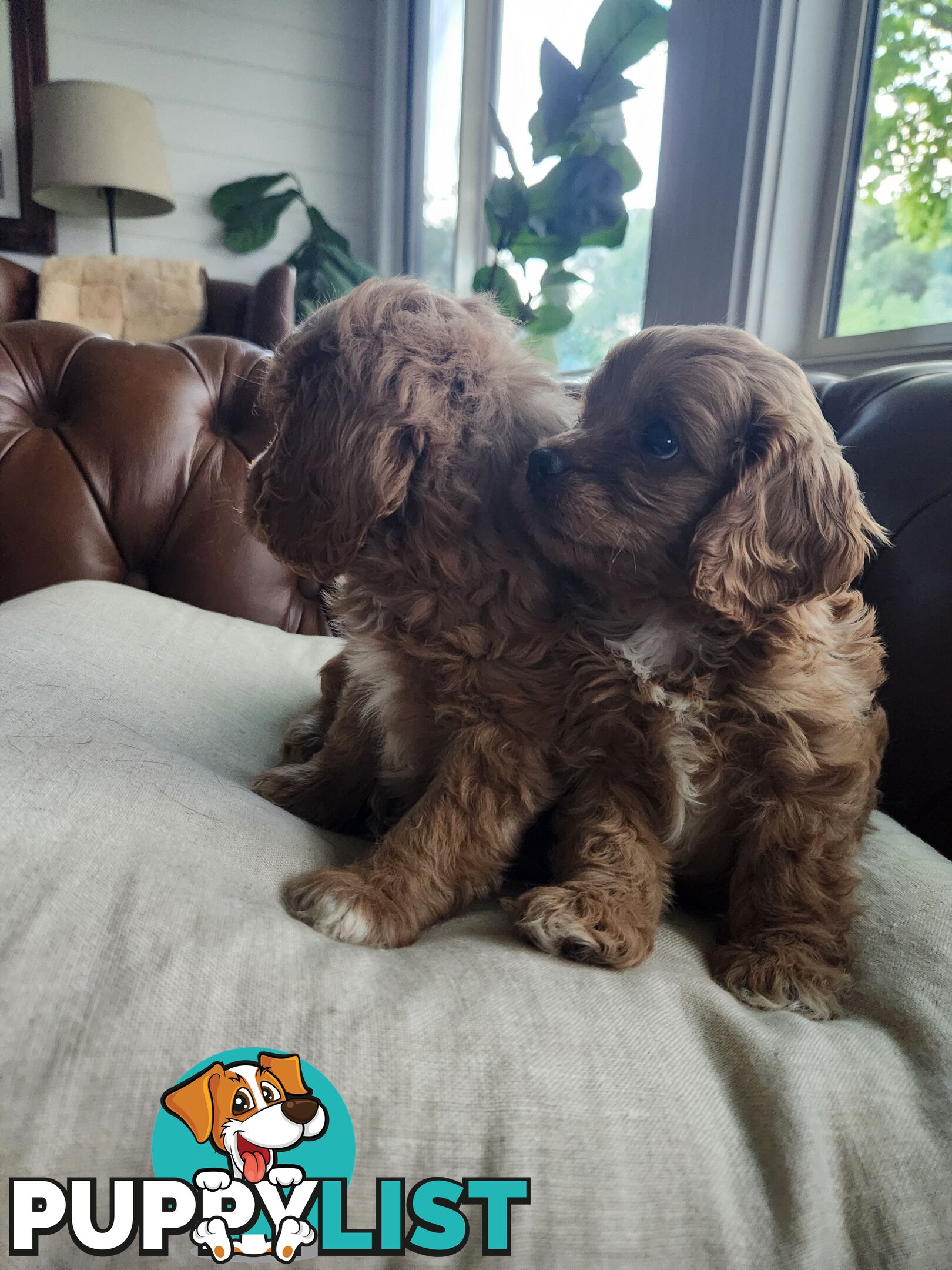 Toy Cavoodle Puppies.First Generation