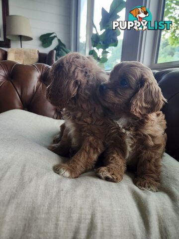 Toy Cavoodle Puppies.First Generation