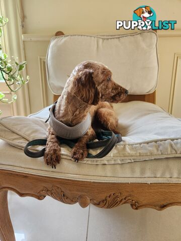 Toy Poodle Stud for Sale