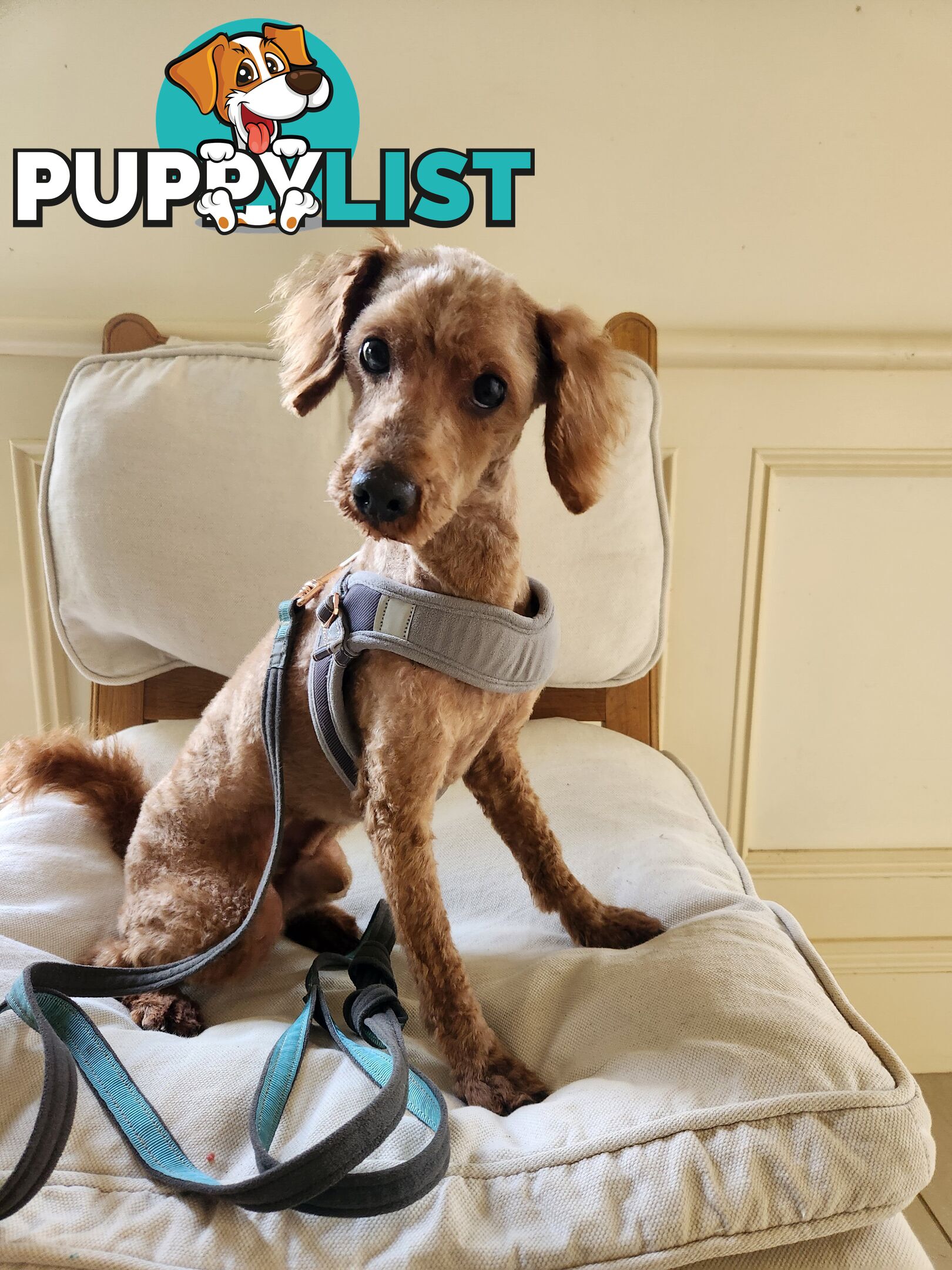 Toy Poodle Stud for Sale