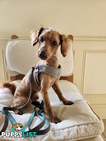 Toy Poodle Stud for Sale