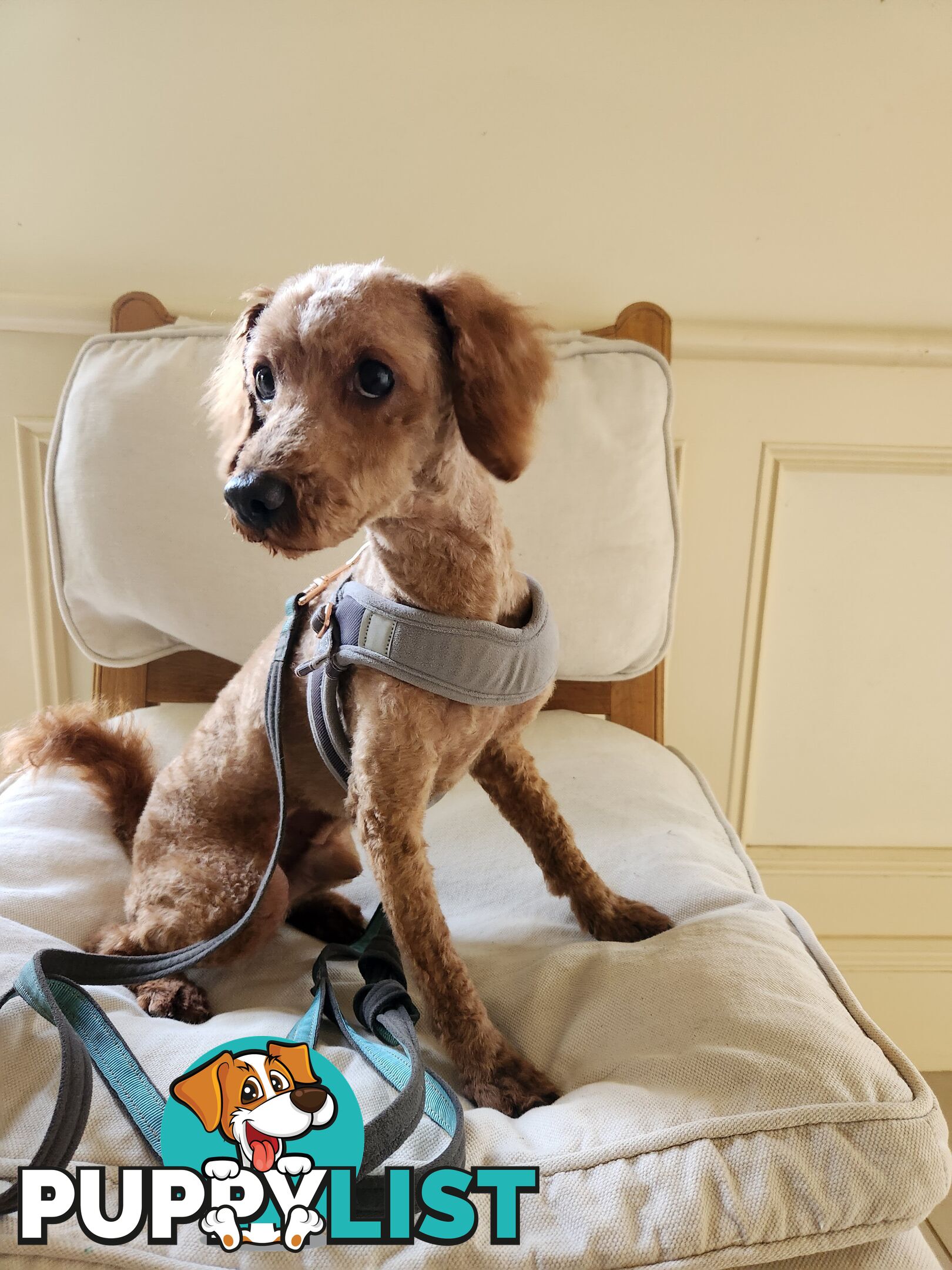 Toy Poodle Stud for Sale