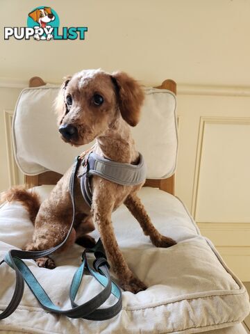 Toy Poodle Stud for Sale