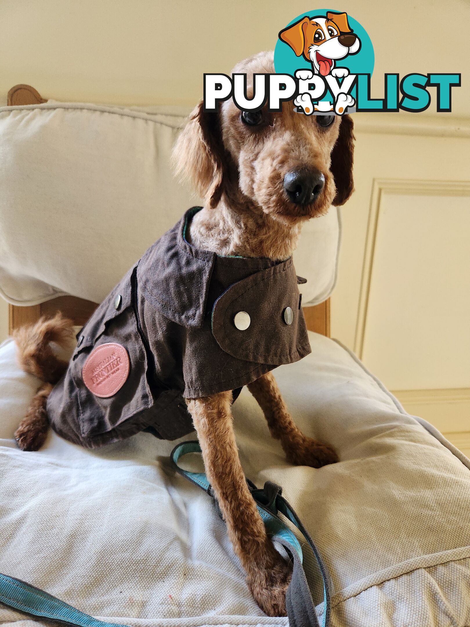 Toy Poodle Stud for Sale
