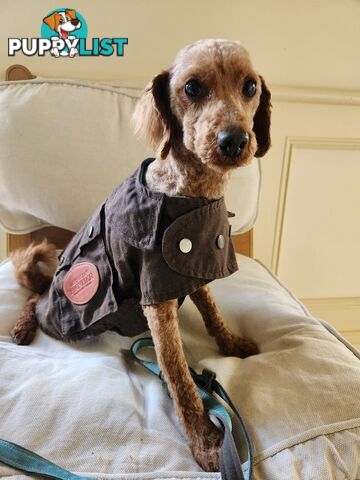 Toy Poodle Stud for Sale