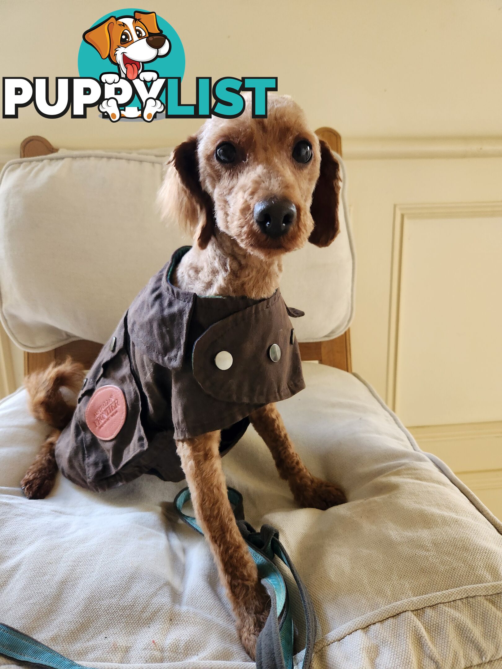 Toy Poodle Stud for Sale